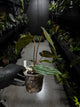 Anthurium papillilaminum hybrid 'Dropbear' x unknown