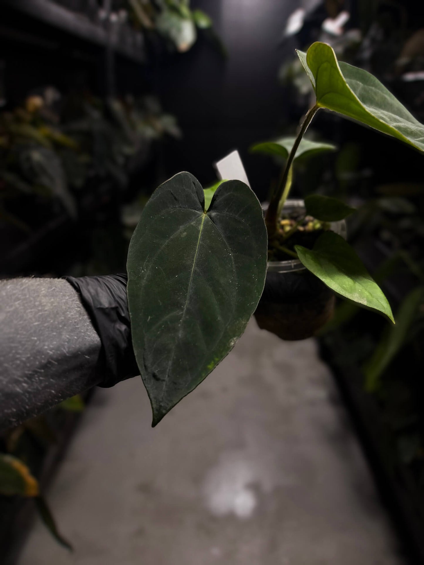 Anthurium (dressleri 'RG' f2 x carlablackiae) x kunayalense 'RA7'