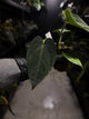 Anthurium (dressleri 'RG' f2 x carlablackiae) x kunayalense 'RA7'