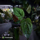 Anthurium Calculus x Black Cherry
