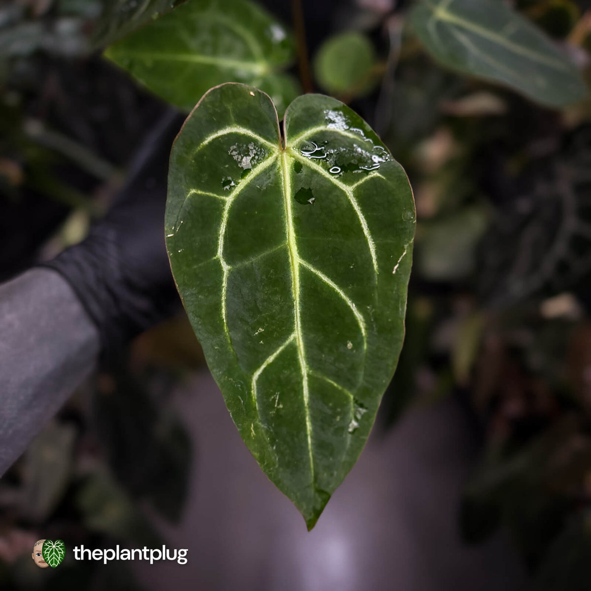Anthurium carlablackiae ('Black Widow' x 'Michelle')