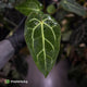Anthurium carlablackiae ('Black Widow' x 'Michelle')