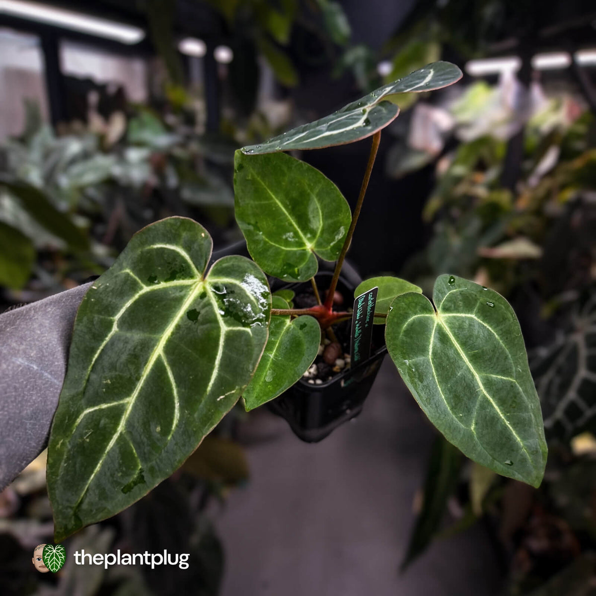Anthurium carlablackiae ('Black Widow' x 'Michelle')