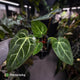 Anthurium carlablackiae ('Black Widow' x 'Michelle')