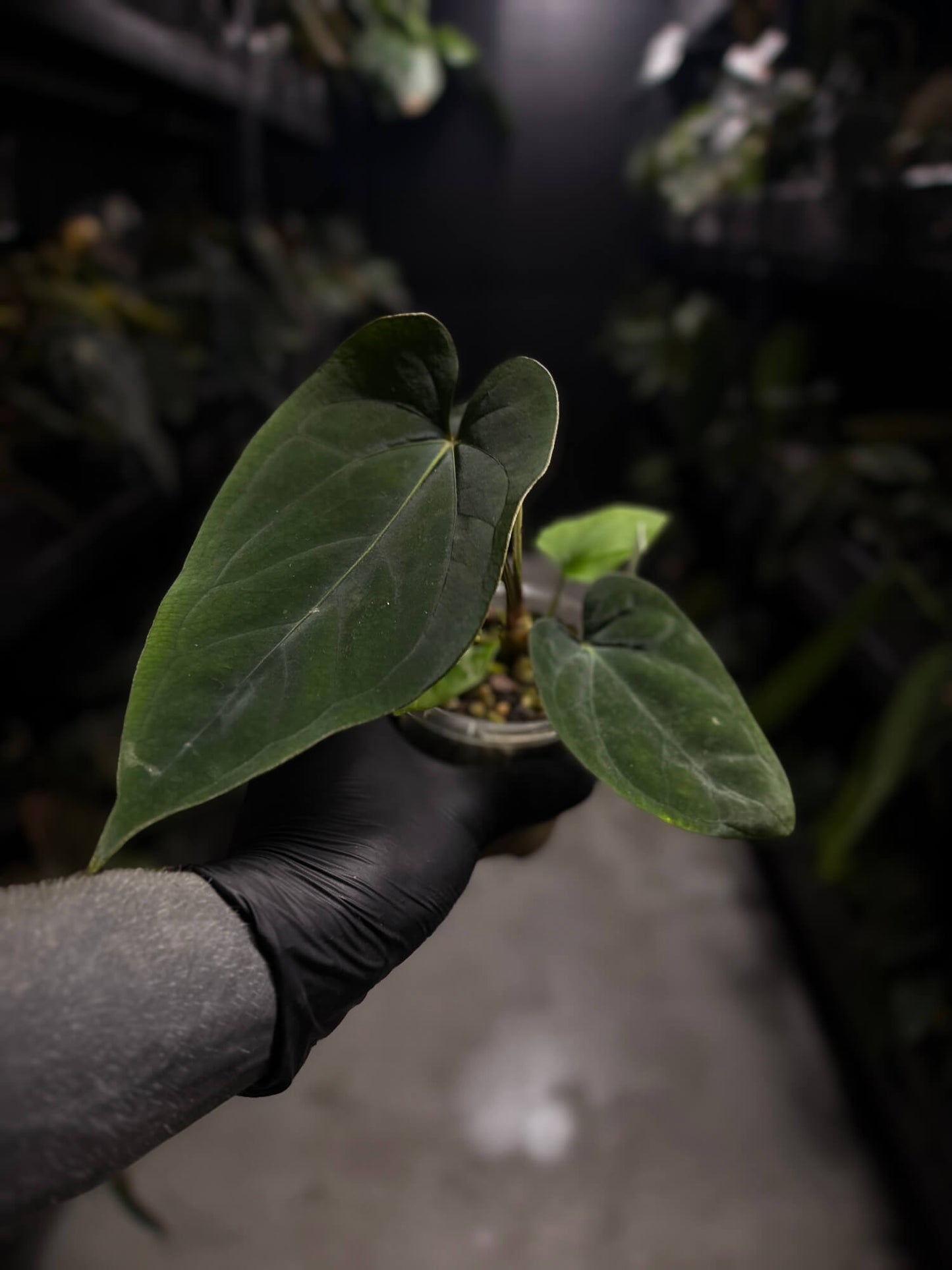Anthurium (dressleri 'RG' f2 x carlablackiae) x kunayalense 'RA7'