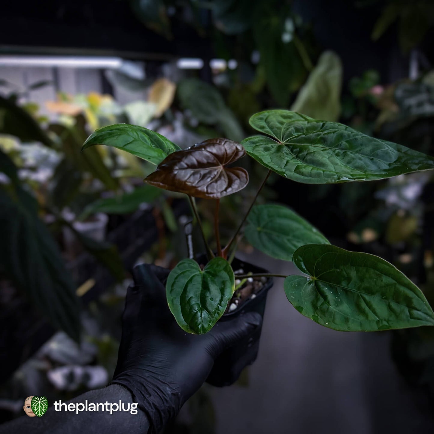 Anthurium Calculus x Black Cherry