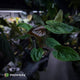 Anthurium Calculus x Black Cherry