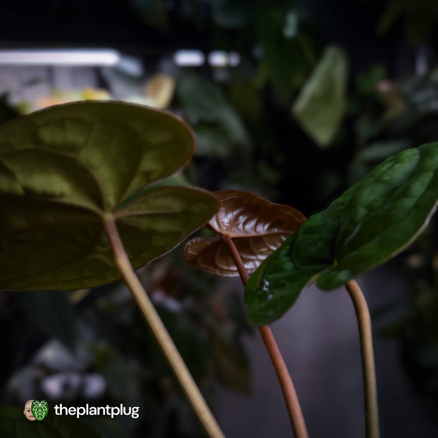 Anthurium Calculus x Black Cherry
