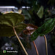 Anthurium Calculus x Black Cherry