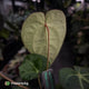 Anthurium carlablackiae ('Black Widow' x 'Michelle')
