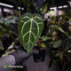 Anthurium carlablackiae ('Black Widow' x 'Michelle')