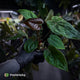 Anthurium Calculus x Black Cherry