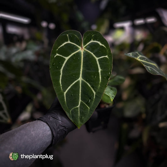 Anthurium carlablackiae ('Black Widow' x 'Michelle')
