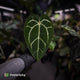 Anthurium carlablackiae ('Black Widow' x 'Michelle')