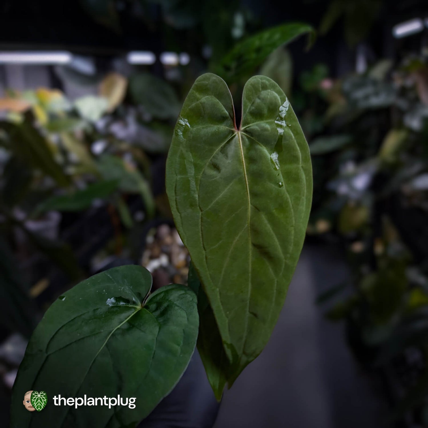 Anthurium Calculus x Black Cherry