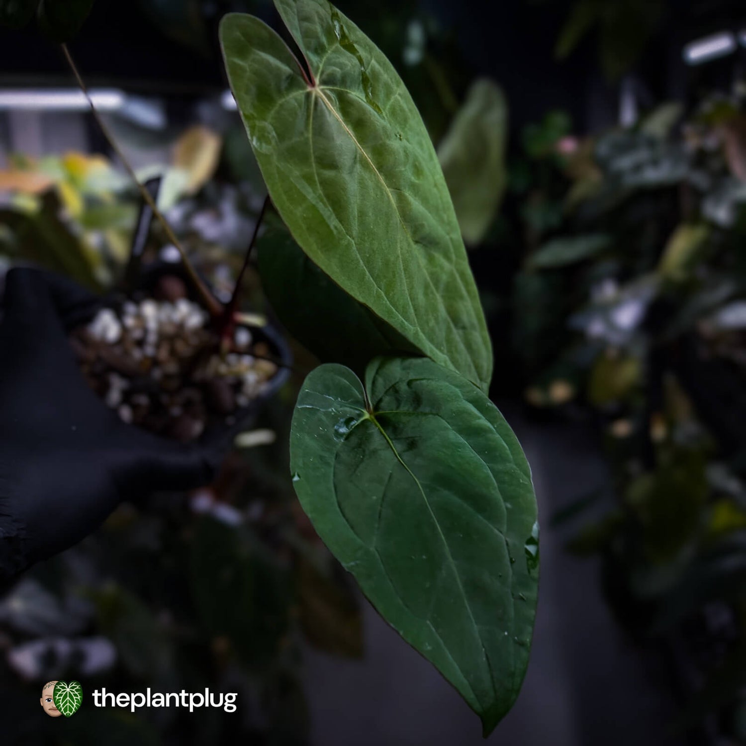 Anthurium Calculus x Black Cherry