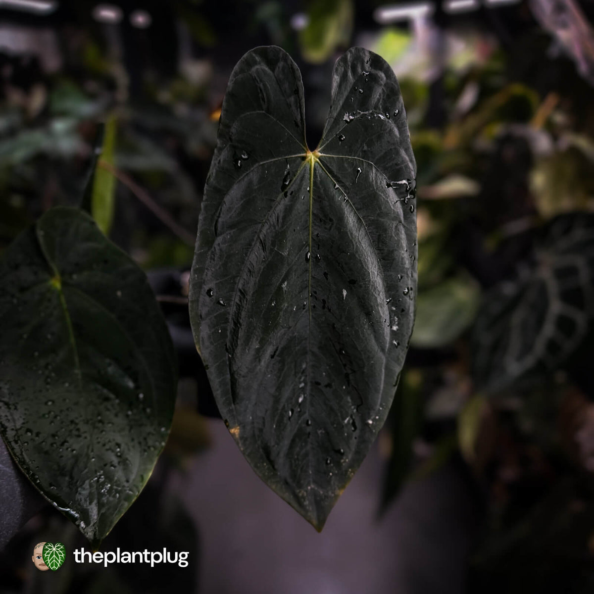 Anthurium #Lucifer
