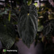 Anthurium #Lucifer