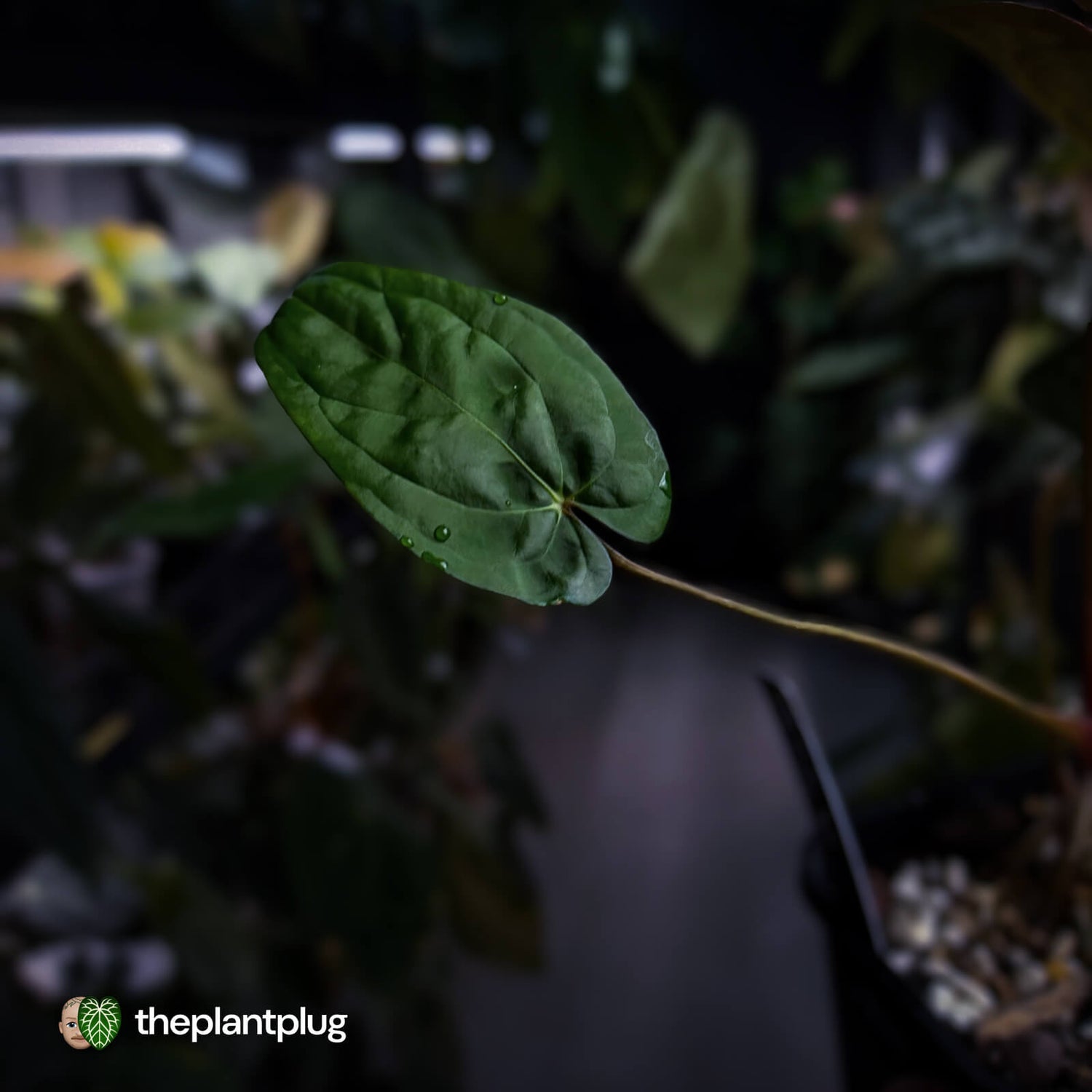 Anthurium Calculus x Black Cherry