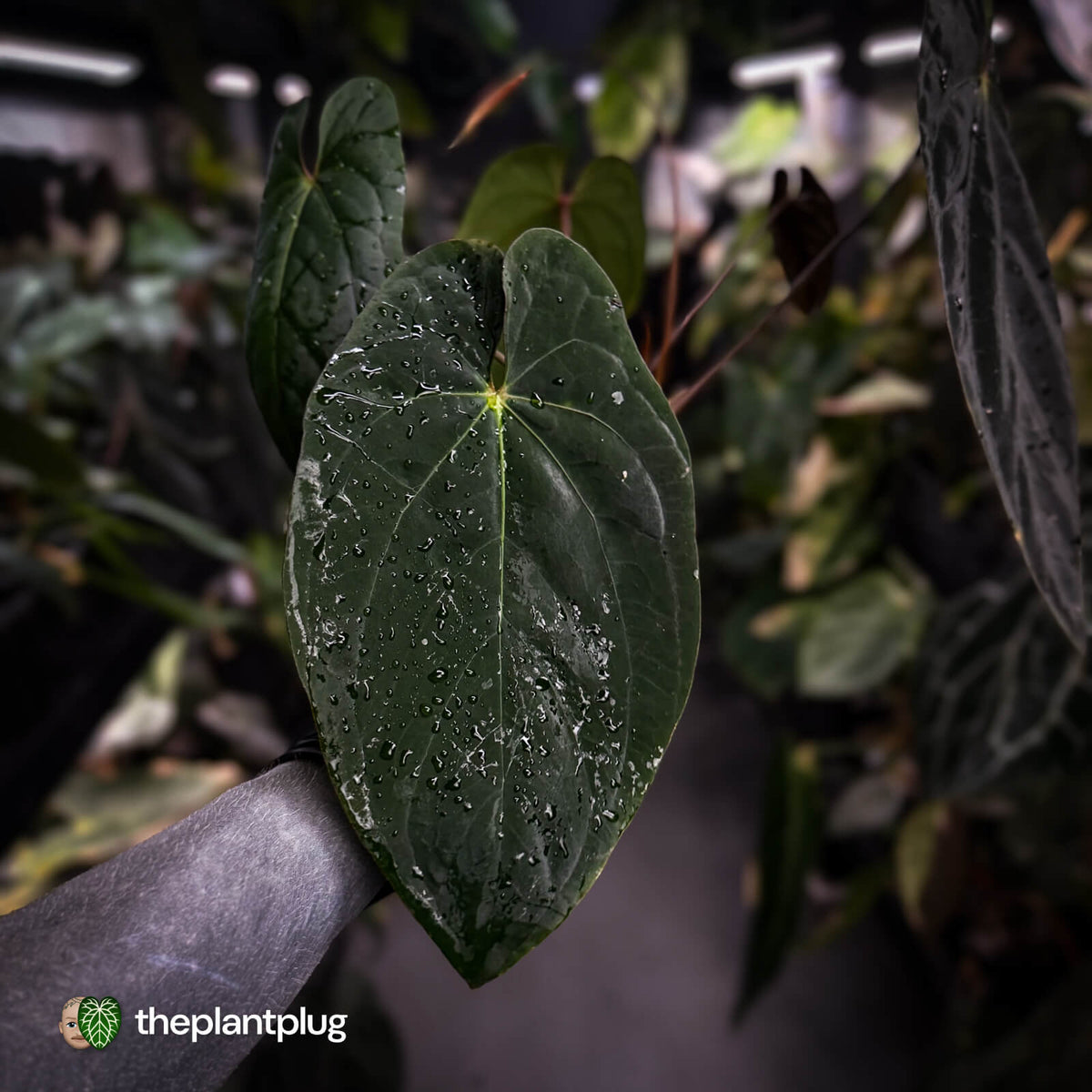 Anthurium #Lucifer