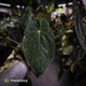 Anthurium #Lucifer