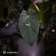Anthurium #Lucifer