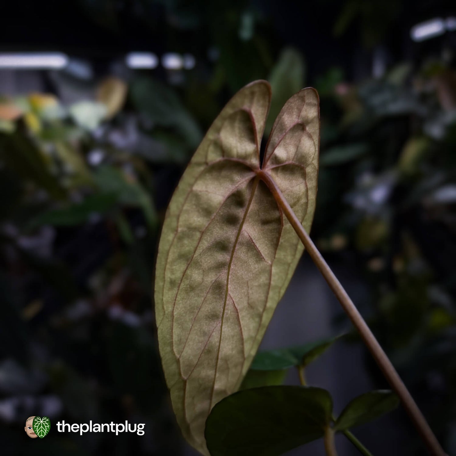 Anthurium Calculus x Black Cherry