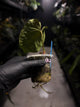 Anthurium #AndrasDagger • papillilaminum x besseae aff