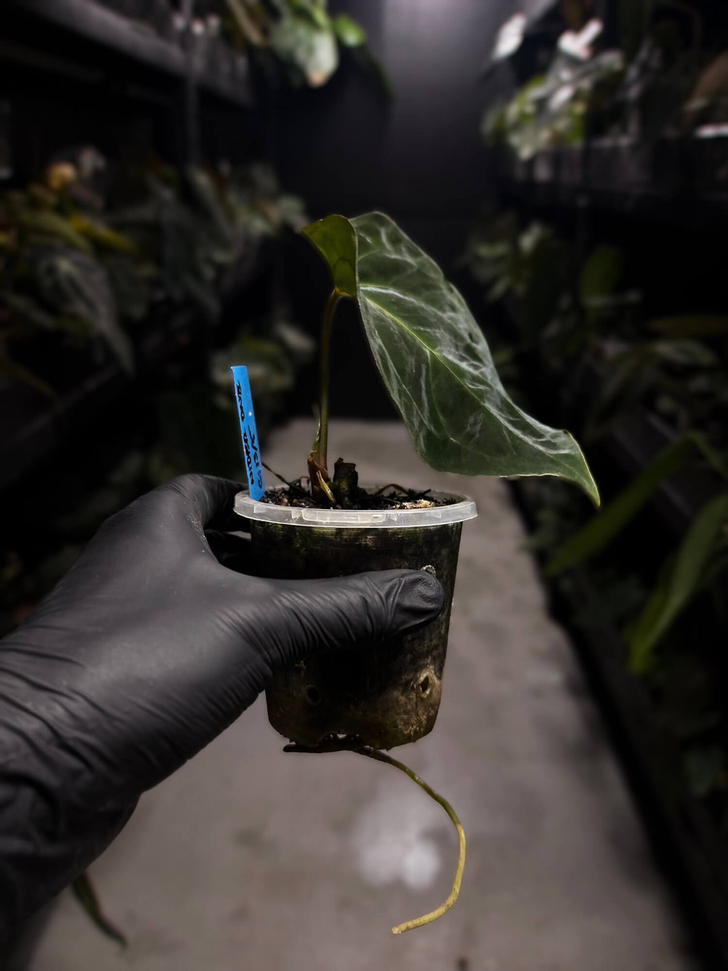 Anthurium #AndrasDagger • papillilaminum x besseae aff