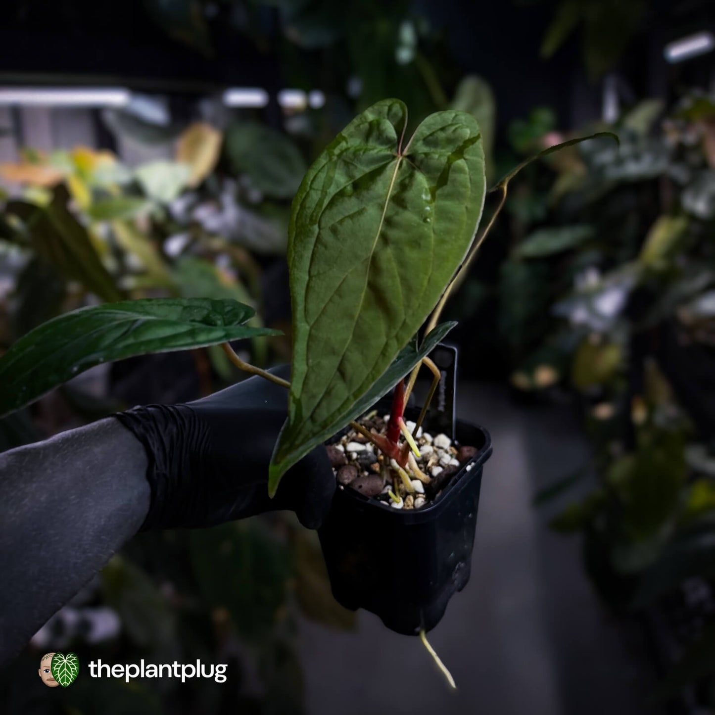 Anthurium Calculus x Black Cherry