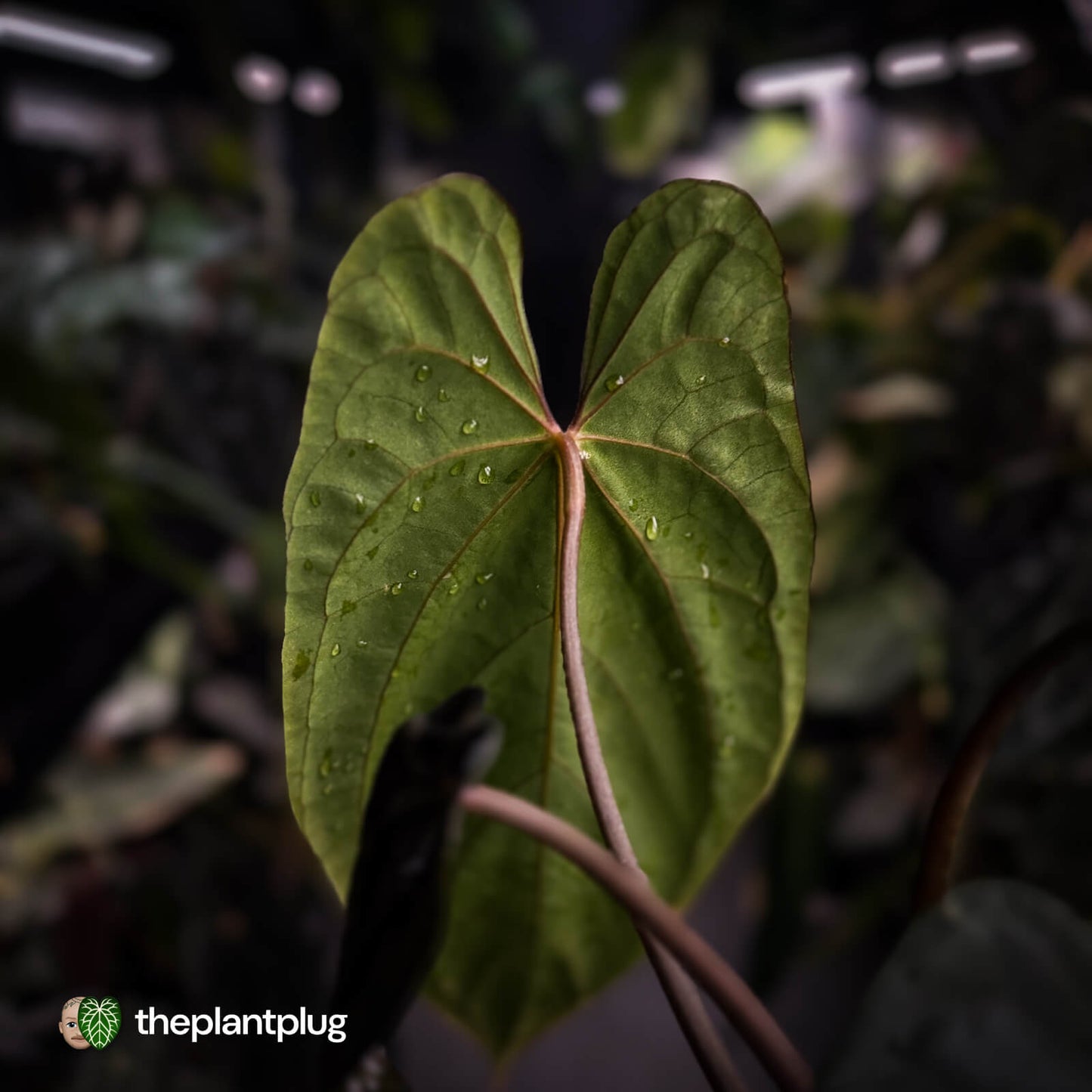 Anthurium #Lucifer