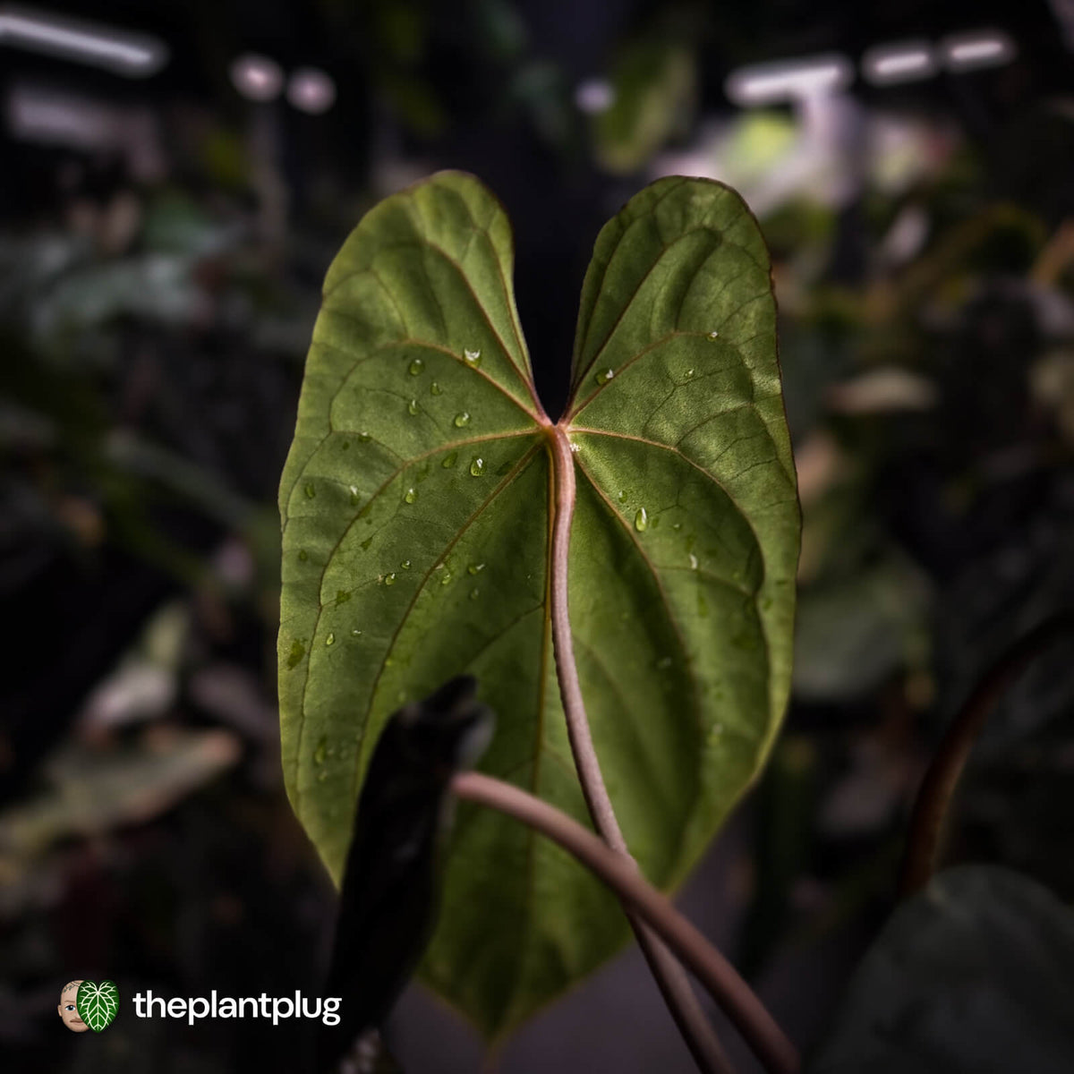 Anthurium #Lucifer