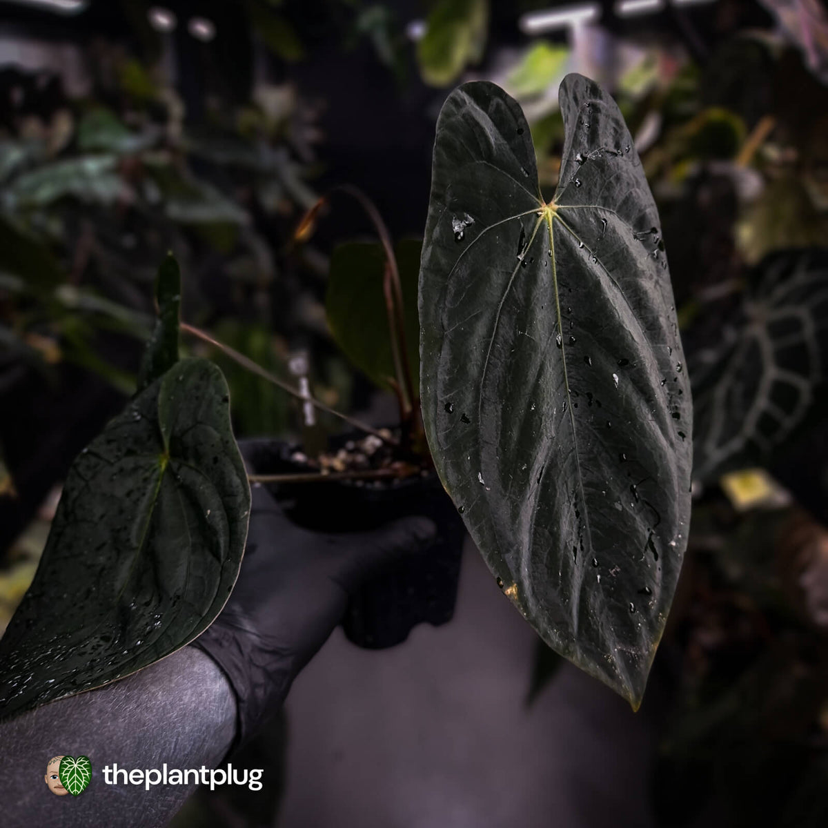 Anthurium #Lucifer