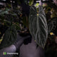 Anthurium #Lucifer