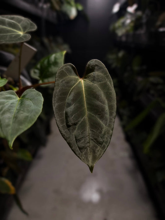 Anthurium #ToroRojo • papillilaminum x besseae aff 'red'