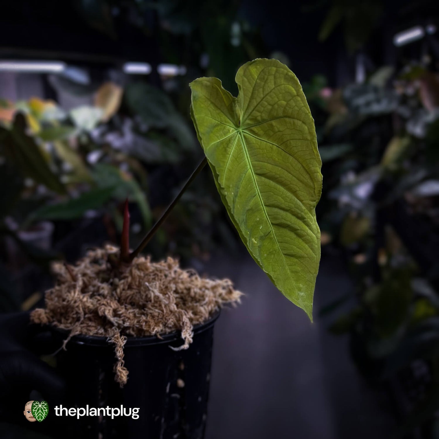 Anthurium forgetii x queremalense • unique hybrid