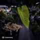 Anthurium forgetii x queremalense • unique hybrid