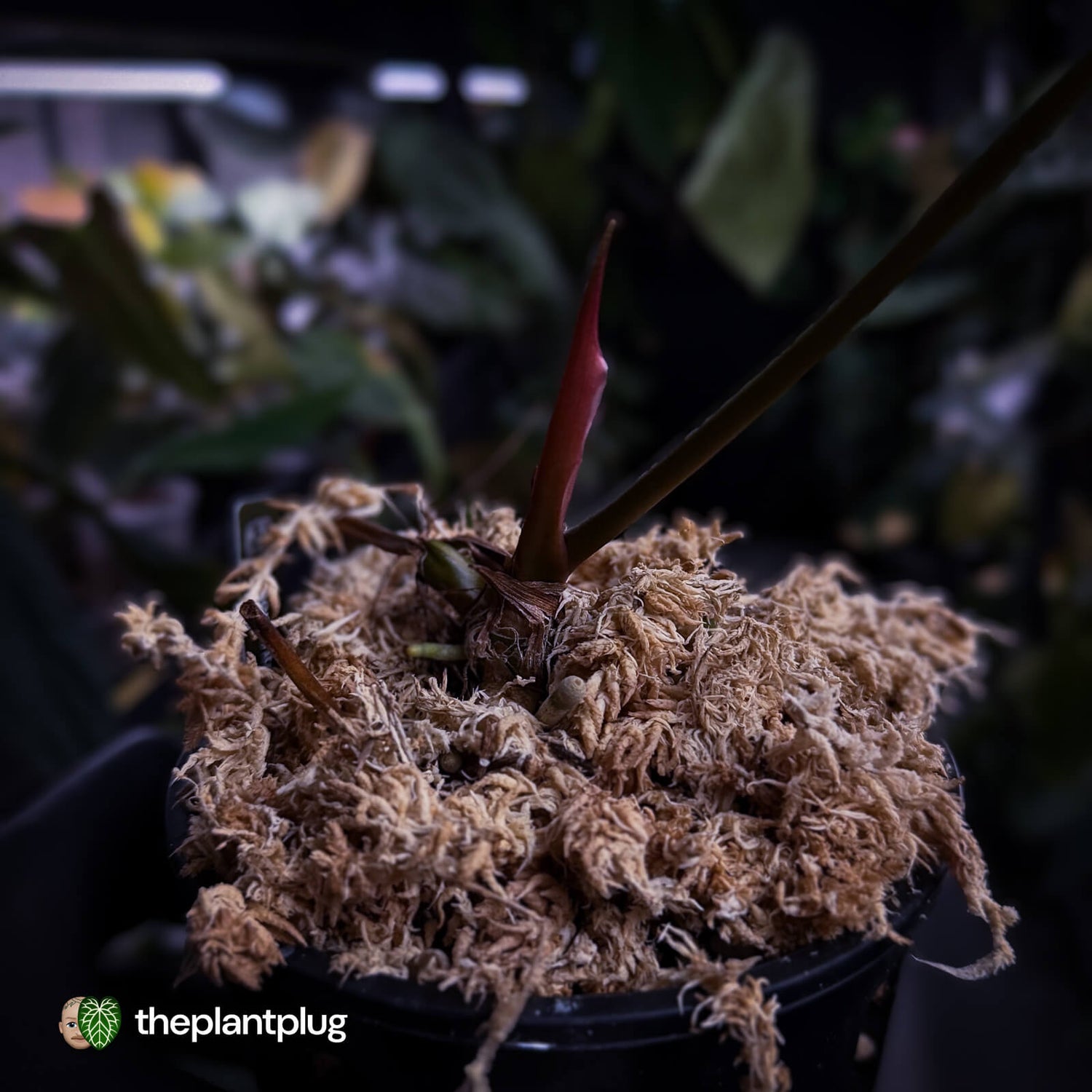 Anthurium forgetii x queremalense • unique hybrid