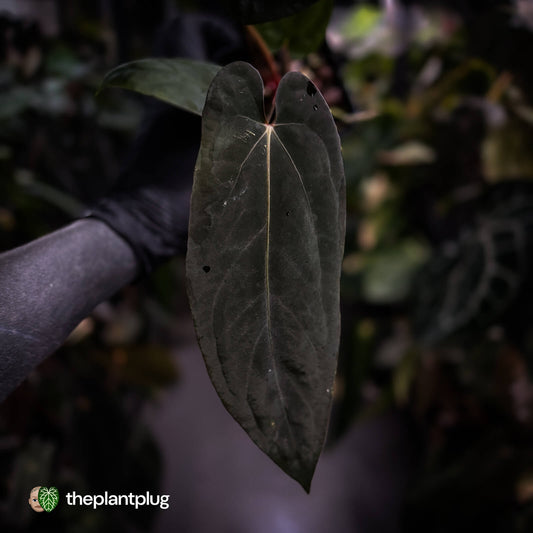 Anthurium [(carla x dress) x pap 'RL'] x [pap 'FS' x antolakii]