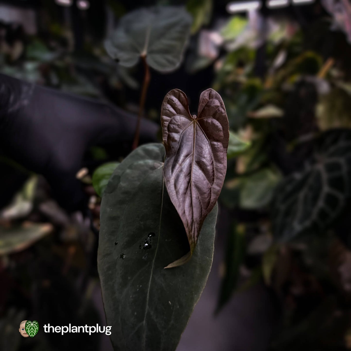 Anthurium [(carla x dress) x pap 'RL'] x [pap 'FS' x antolakii]
