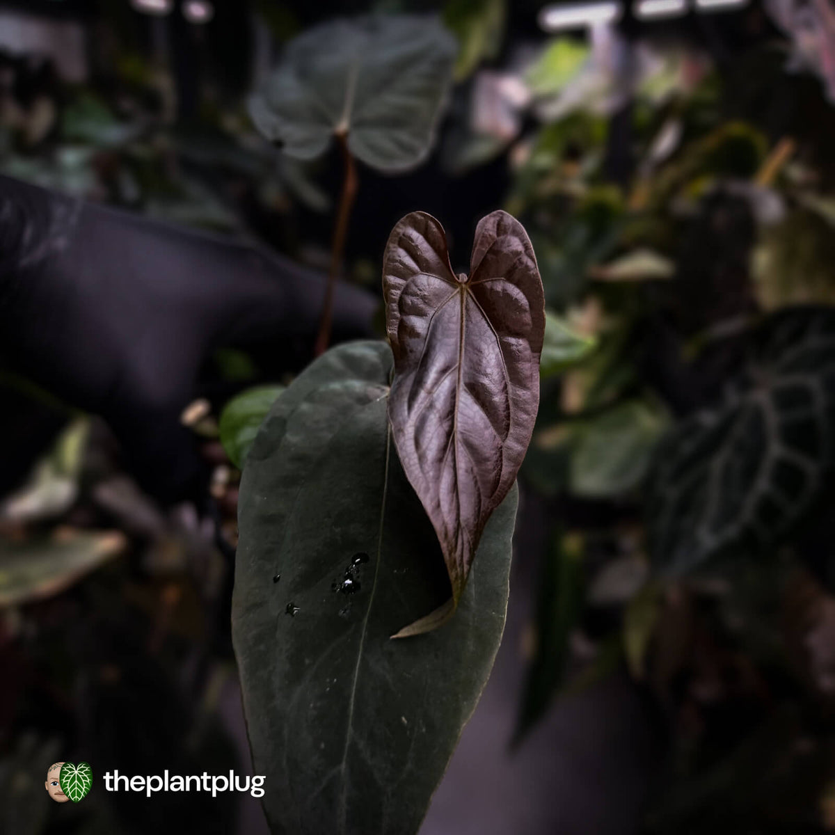 Anthurium [(carla x dress) x pap 'RL'] x [pap 'FS' x antolakii]
