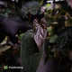Anthurium [(carla x dress) x pap 'RL'] x [pap 'FS' x antolakii]