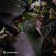 Anthurium [(carla x dress) x pap 'RL'] x [pap 'FS' x antolakii]
