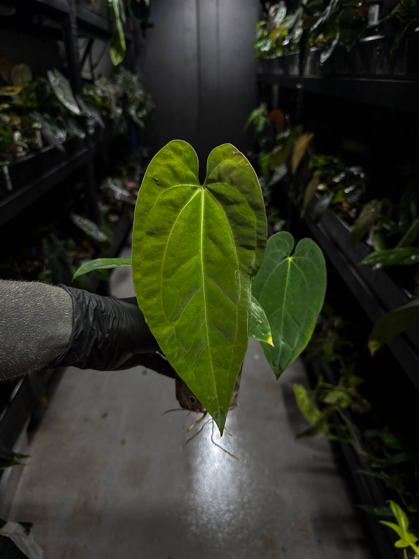 Anthurium papillilaminum x (antolakii / 'BVEP' x 'Dark Phoenix')