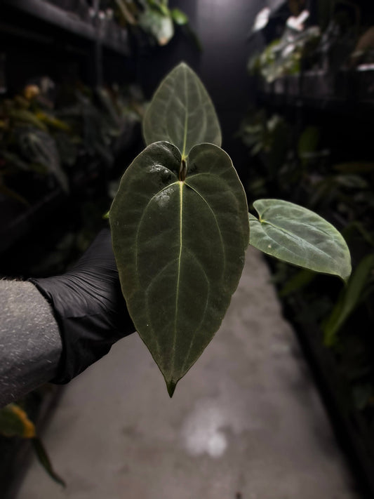 Anthurium #ToroRojo • papillilaminum x besseae aff 'red'