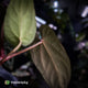 Anthurium [(carla x dress) x pap 'RL'] x [pap 'FS' x antolakii]