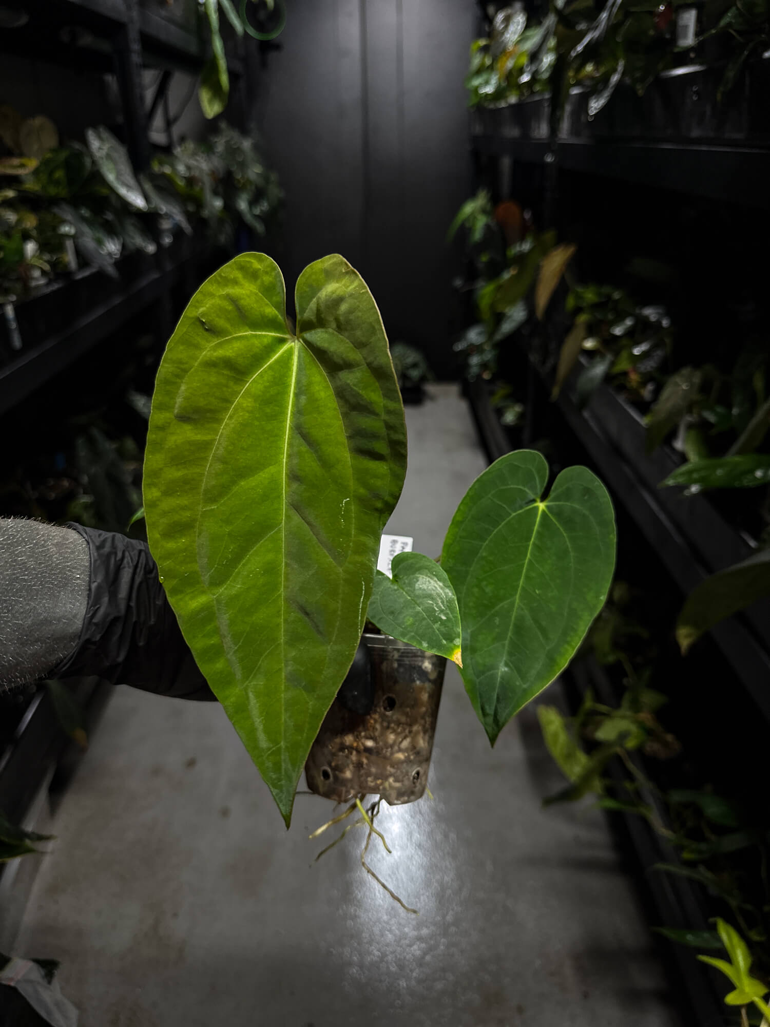 Anthurium papillilaminum x (antolakii / 'BVEP' x 'Dark Phoenix')
