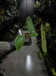 Anthurium papillilaminum x (antolakii / 'BVEP' x 'Dark Phoenix')