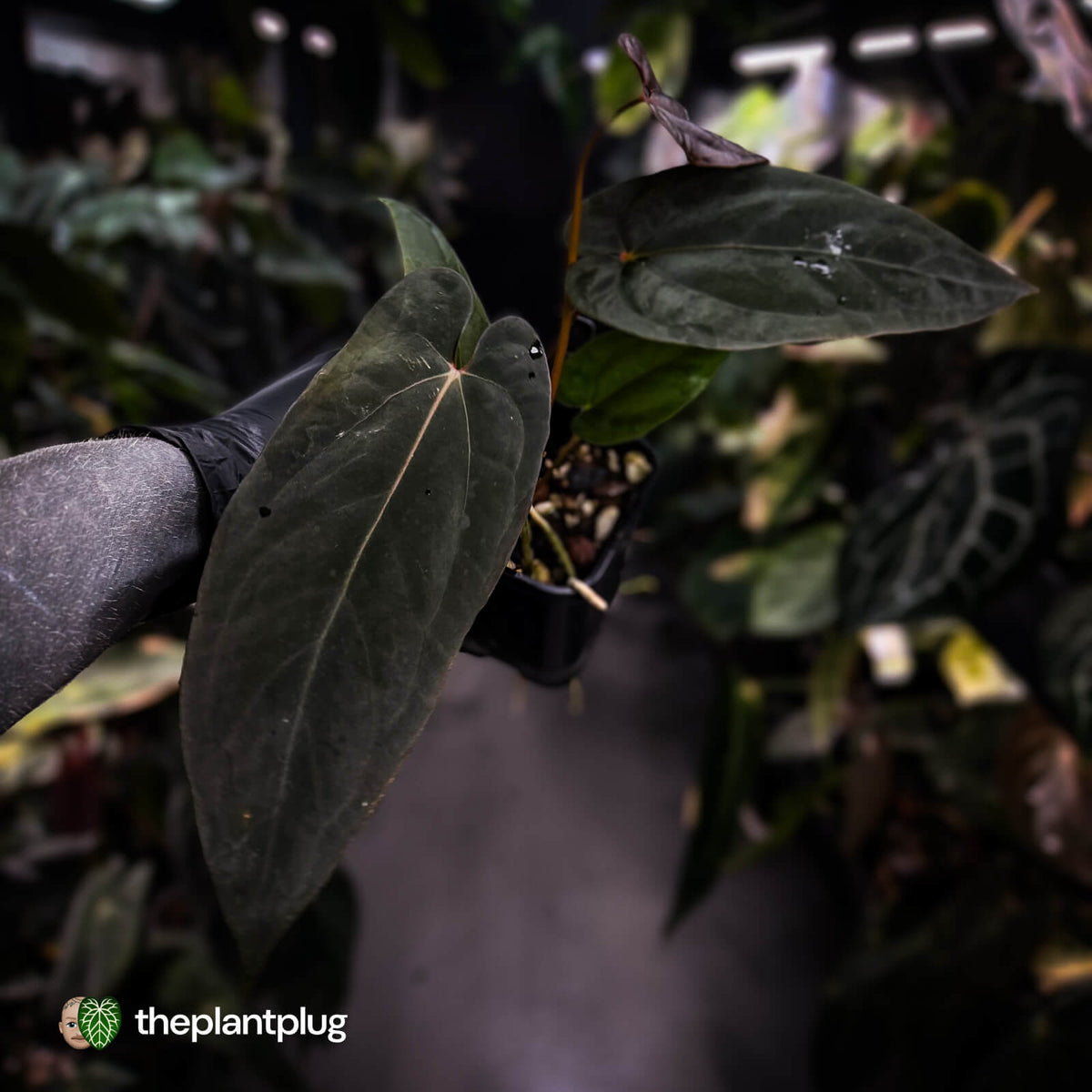 Anthurium [(carla x dress) x pap 'RL'] x [pap 'FS' x antolakii]
