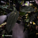 Anthurium [(carla x dress) x pap 'RL'] x [pap 'FS' x antolakii]